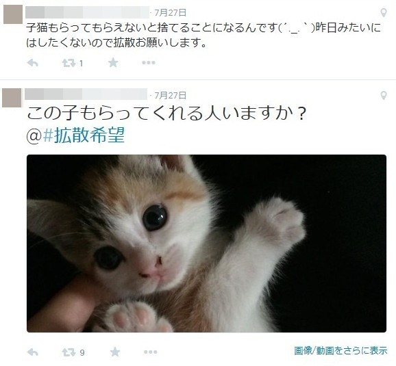 「飼い猫を捨てた！」女子高生がツイッターで宣言:この子もらってくれる人いますか？