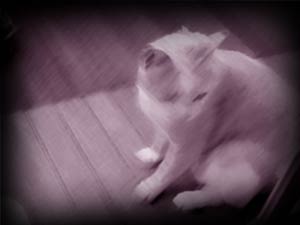 写真 写真