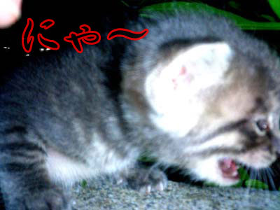 写真 写真