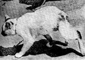 神の奇跡、犬が猫を産む? 混合生物キャビット
